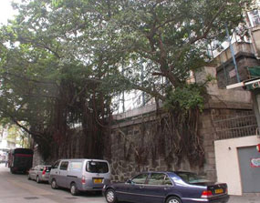 圖1：現存的擋土牆，以及沿荷李活道和城皇街及位於該址下層臺階的獨特樹木